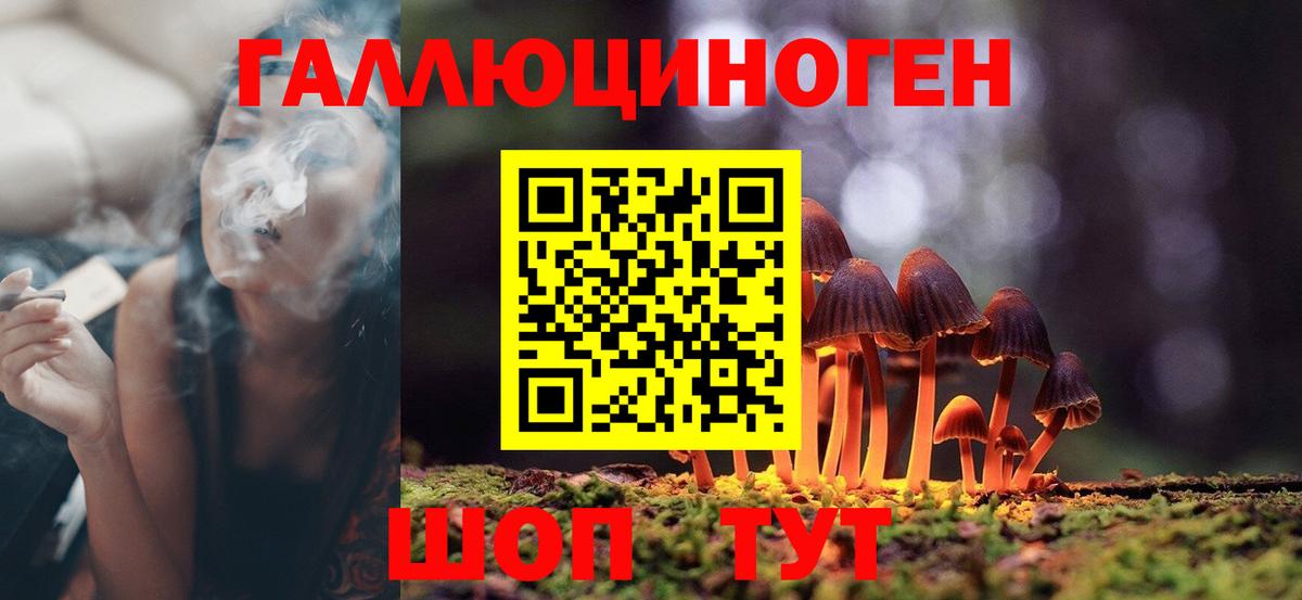 Кудрово  Псилоцибиновые грибы Cubensis  Вход с VPN 