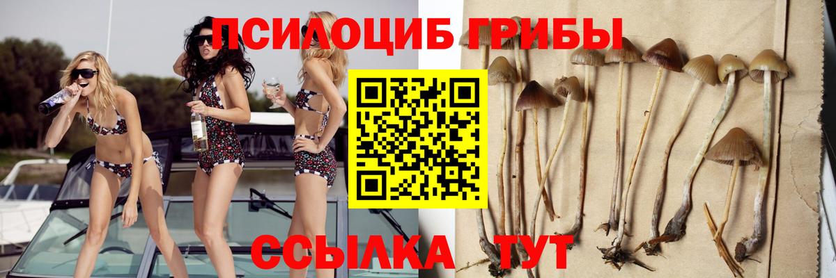 Галлюциногенные грибы Psilocybine cubensis Кудрово